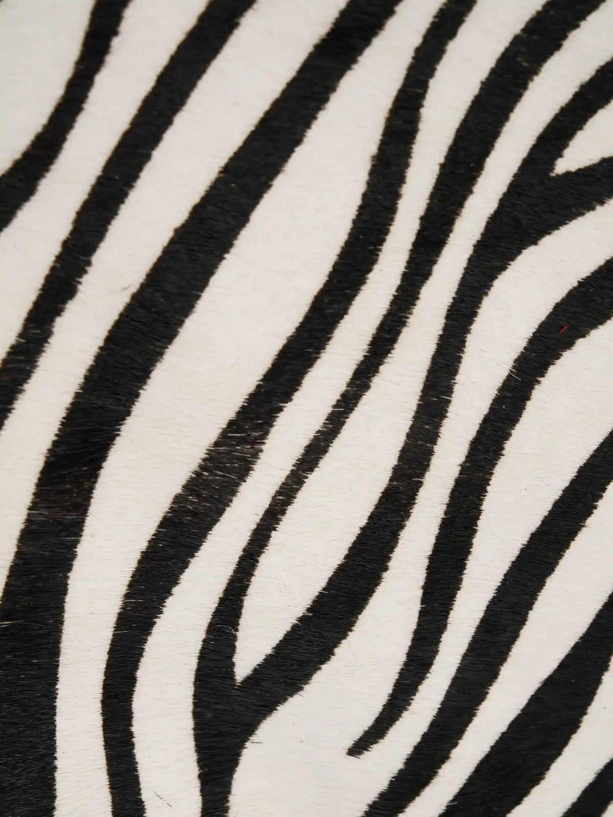 Close-up of black zebra stripes on ivory hair-on hide